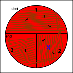 Illustration showing how to stab your blood agar plate.